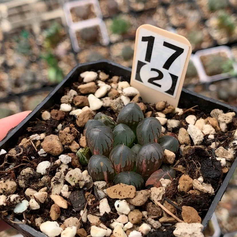 【闪购商品】红陶20CM以下灵犀玉露锦