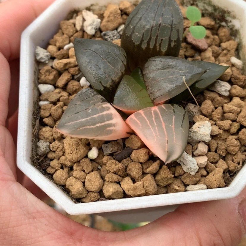 【闪购商品】红陶20CM以下