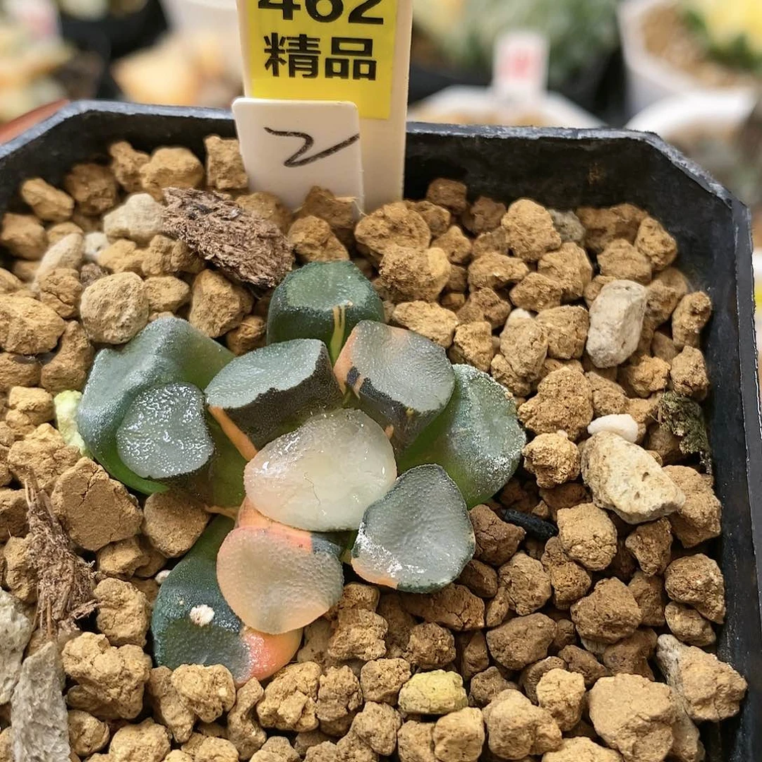 462空门万象多肉植物