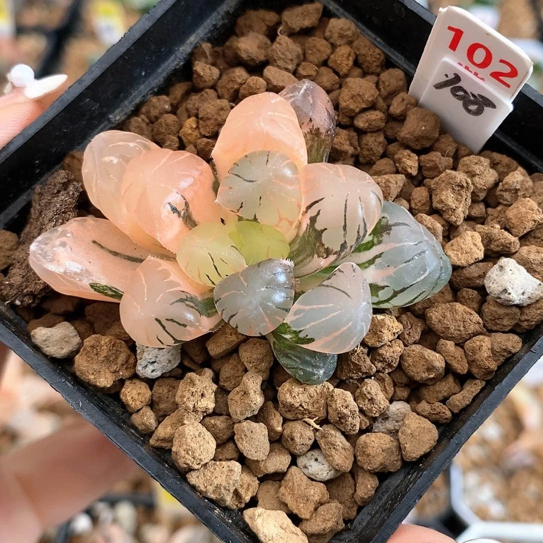 102孔明灯玉露多肉植物盆栽