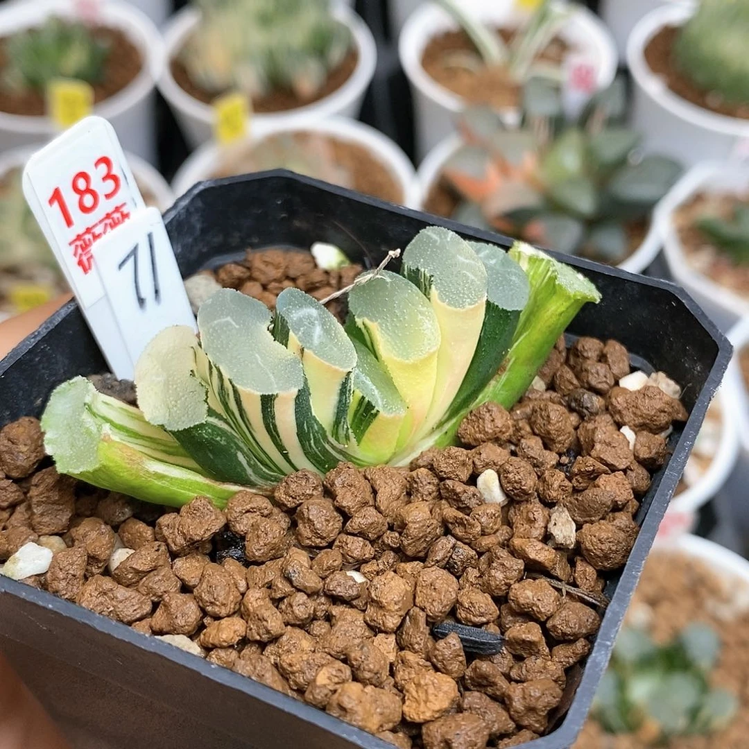 183大绳玉扇多肉植物