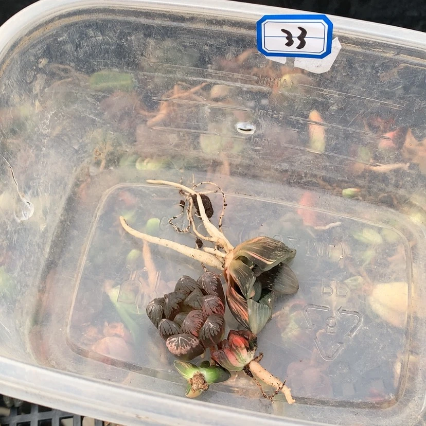 【闪购商品】红陶20CM以下冬*33号8888888888