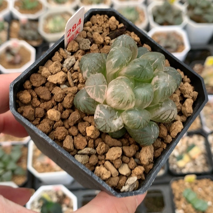 【闪购商品】红陶20CM以下塑料皮