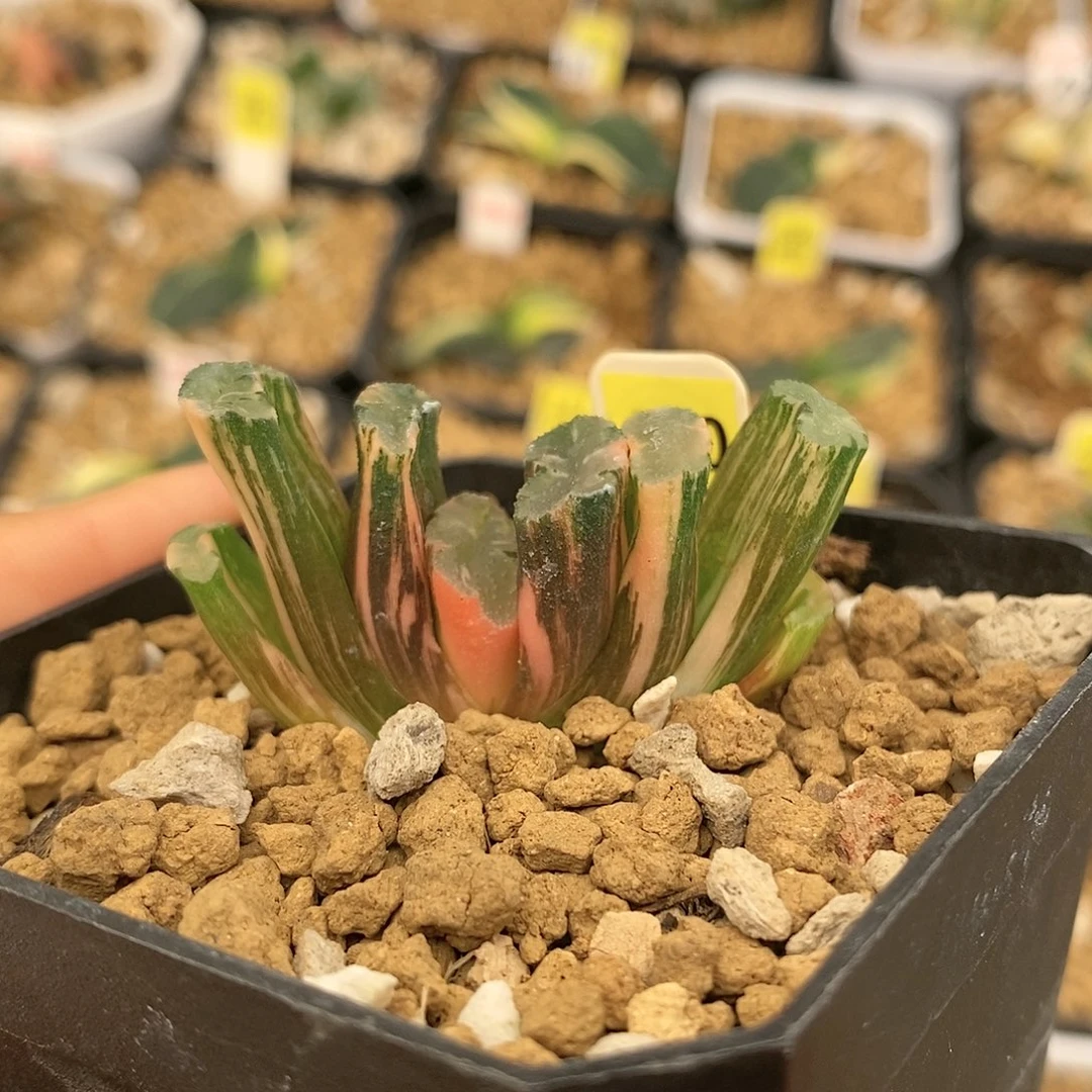 420北斋玉扇多肉植物