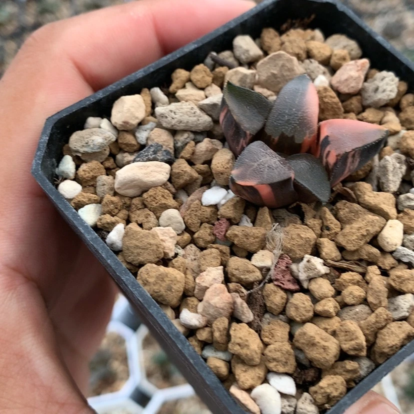 【闪购商品】红陶20CM以下克锦