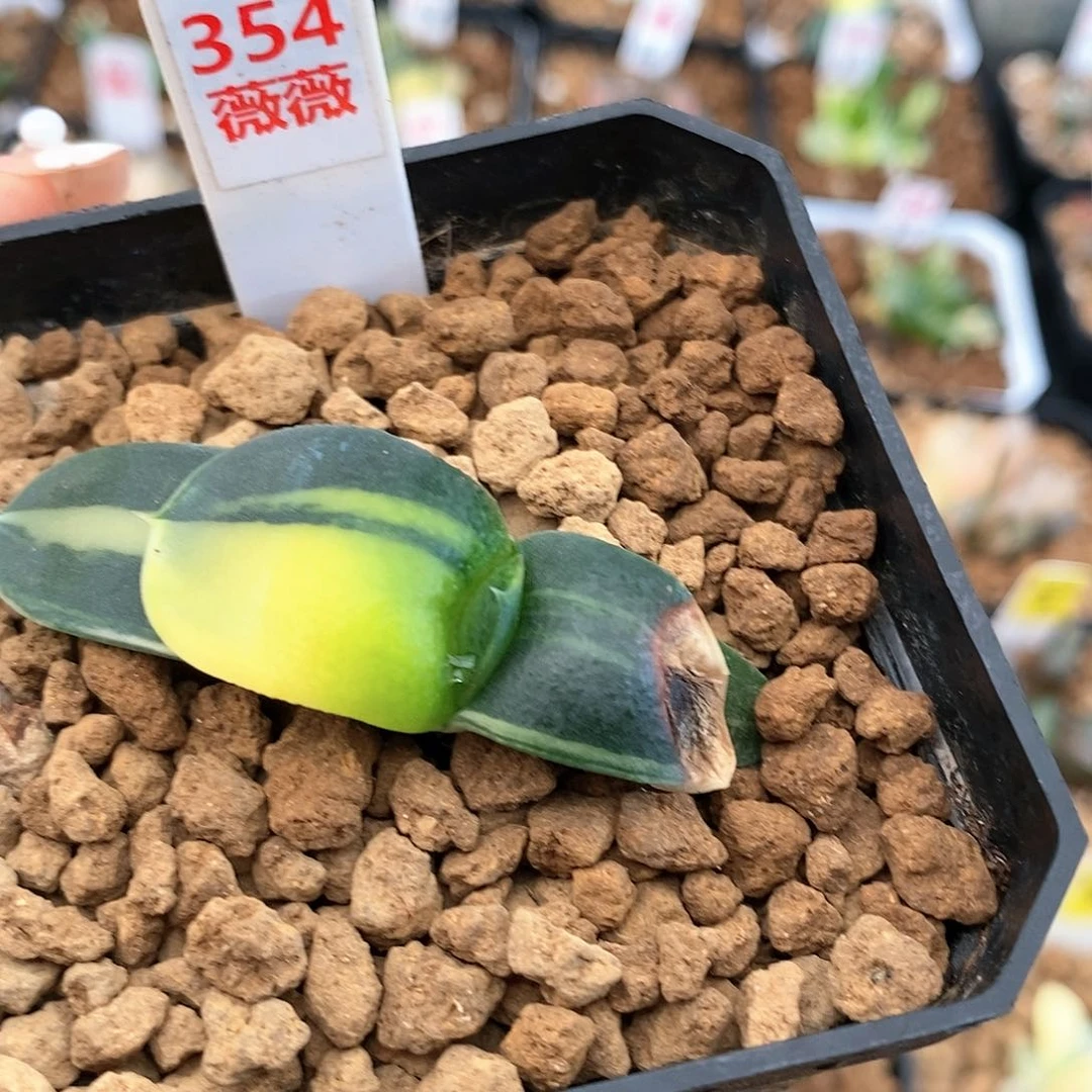 354军配卧牛多肉植物盆栽