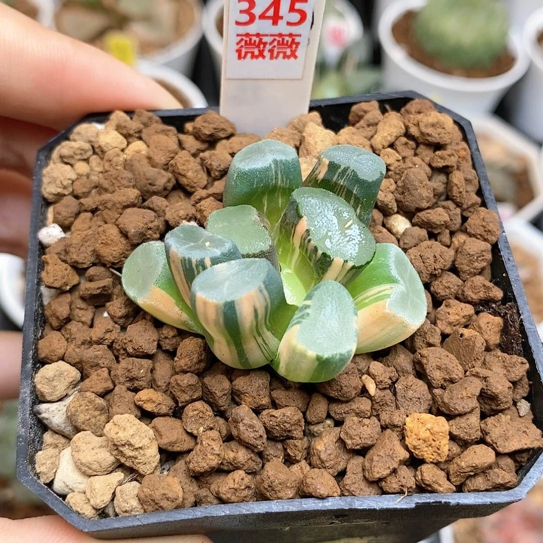 345透镜万象多肉植物