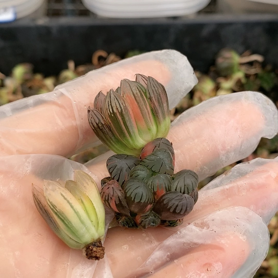 17多肉植物提取物