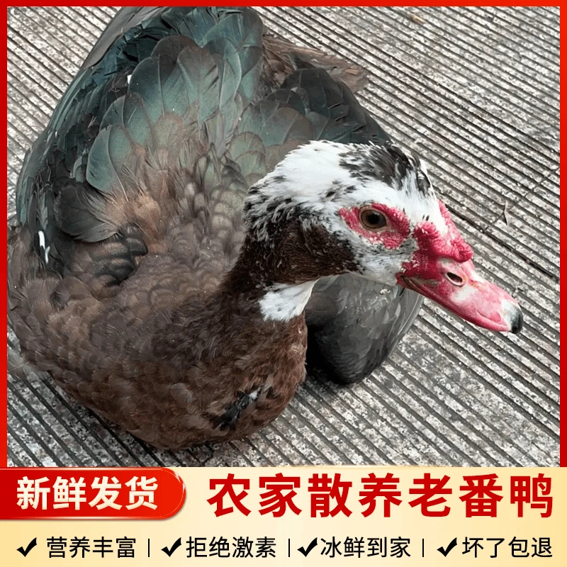 【生态番鸭】农家散养生态番鸭现杀鸭肉鲜美顺丰包邮