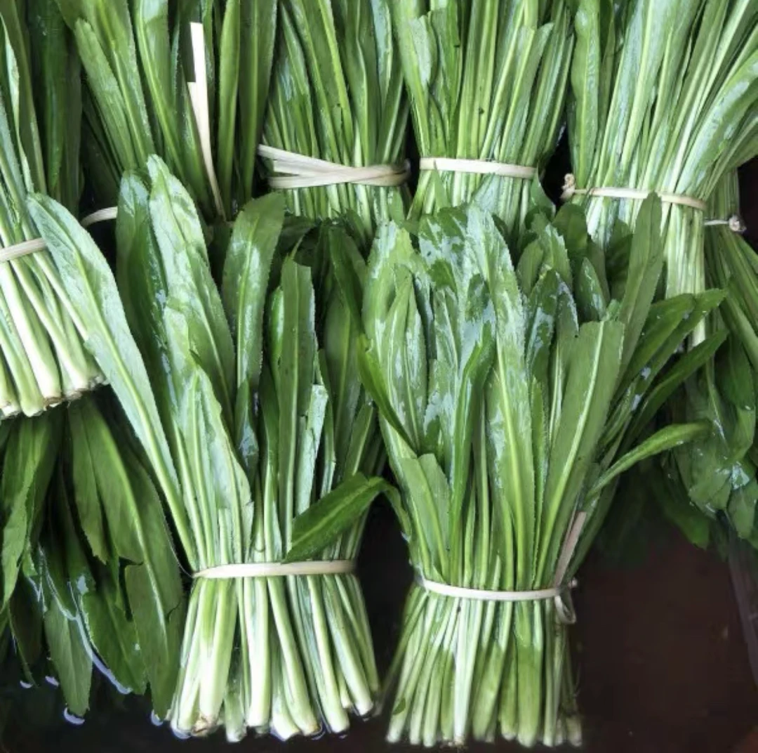 云南大香菜批发新鲜芫荽刺芹老缅芫荽泰国傣味调料现摘美味凉拌