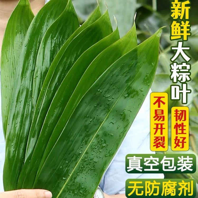 粽子叶新鲜棕叶大号天然粽子叶50-100片人工专用挑选(破裂包赔)