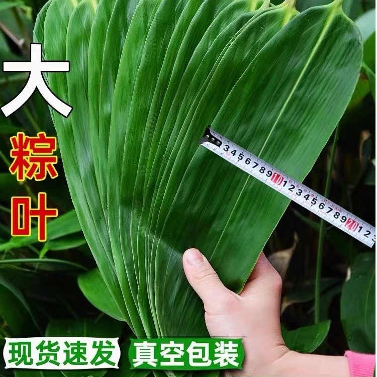 粽叶新鲜真空粽子叶大号新叶干粽叶子不易破50-200片人工专用精选