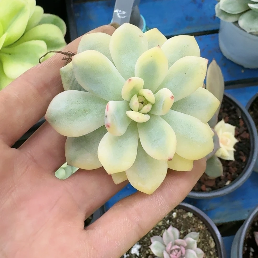 福利橙梦露锦多肉植物