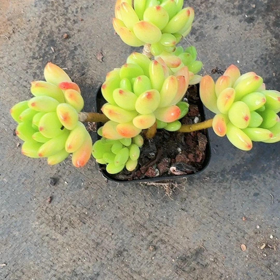 香格里拉锦多肉植物