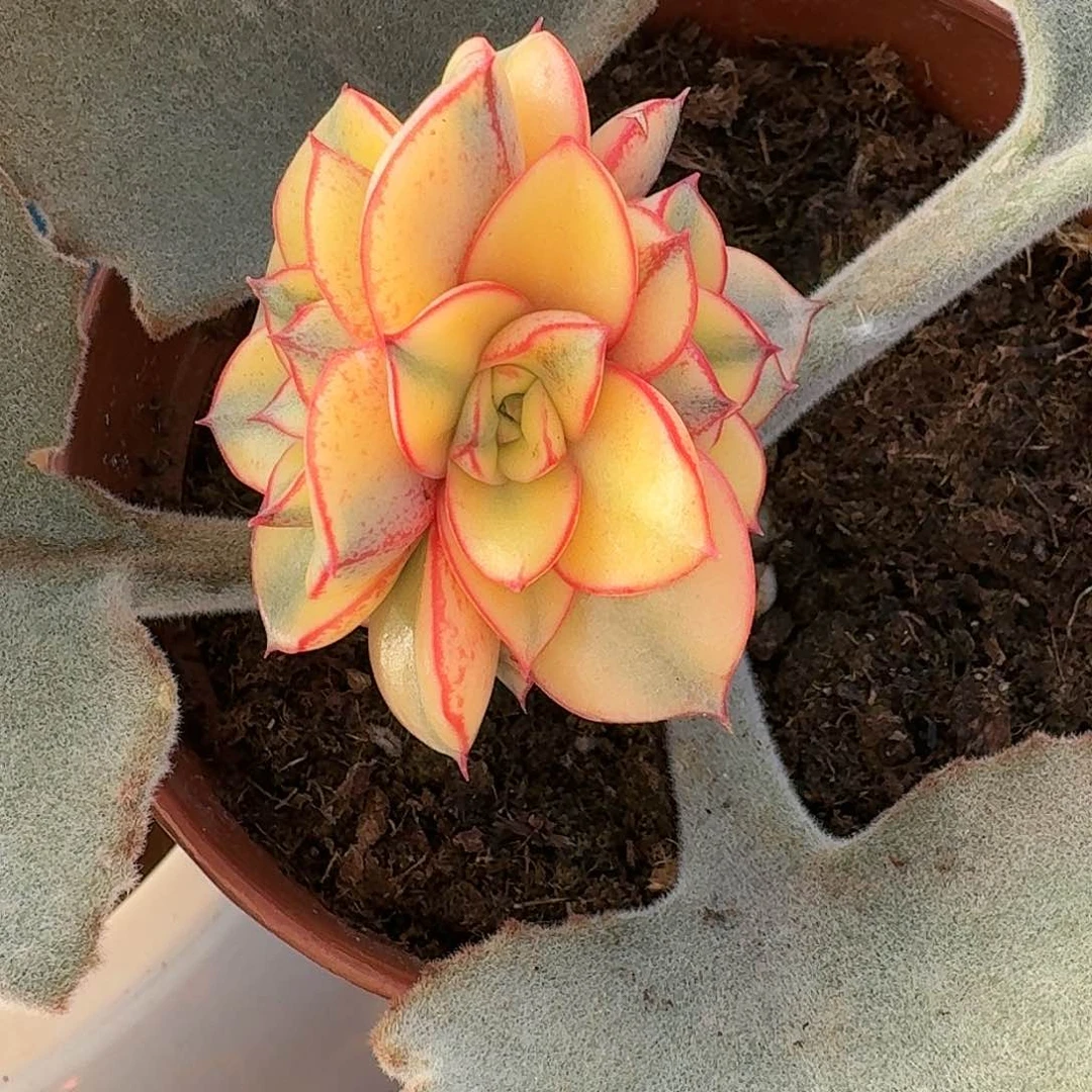麒麟座锦多肉植物