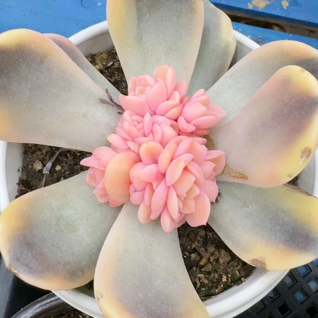 汉堡锦底座12厘米盆