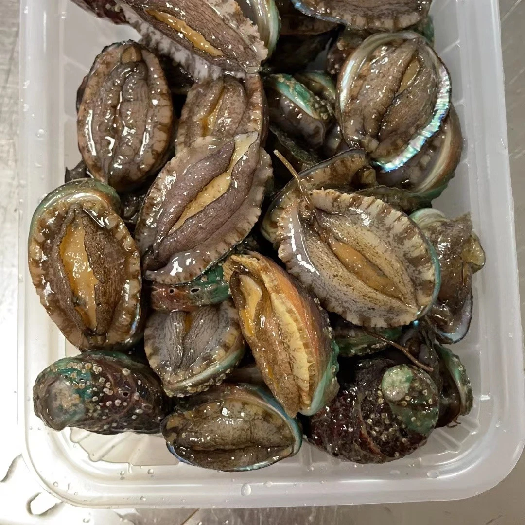 【鲜活大鲍鱼】，一斤4-10个，鲜活装箱包活到家，包肥满肉