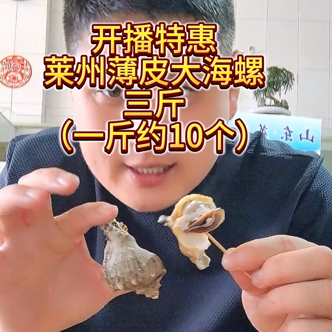 直播开播特惠，莱州薄皮海螺，一斤10个左右，3斤，包活到家鲜活