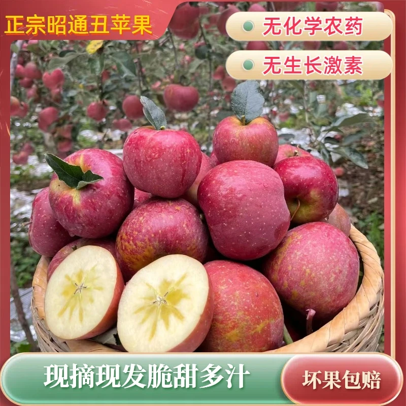 正宗云南昭通高原精品冰糖心丑苹果脆甜多汁自然熟现摘原产地直发