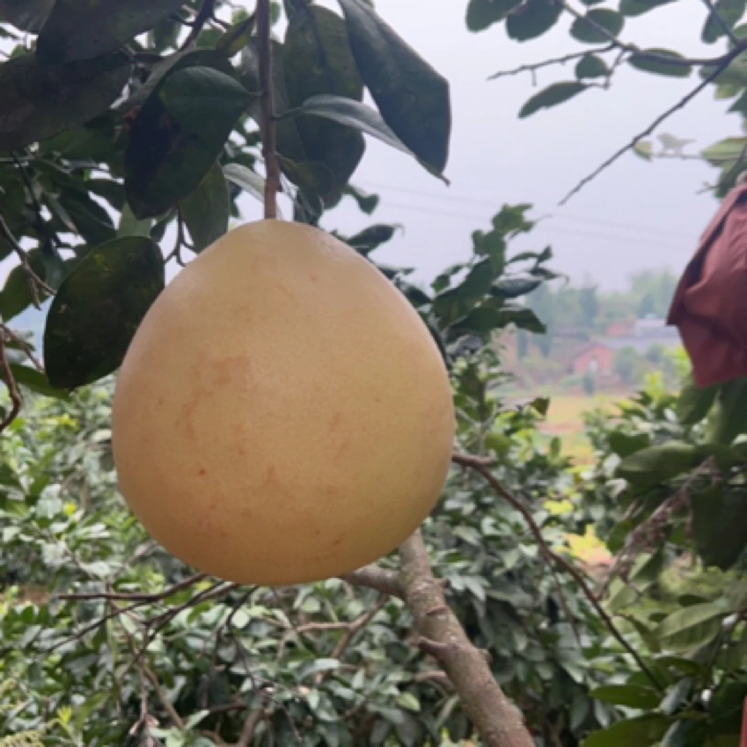 铜鼓山乡农家自种柚子