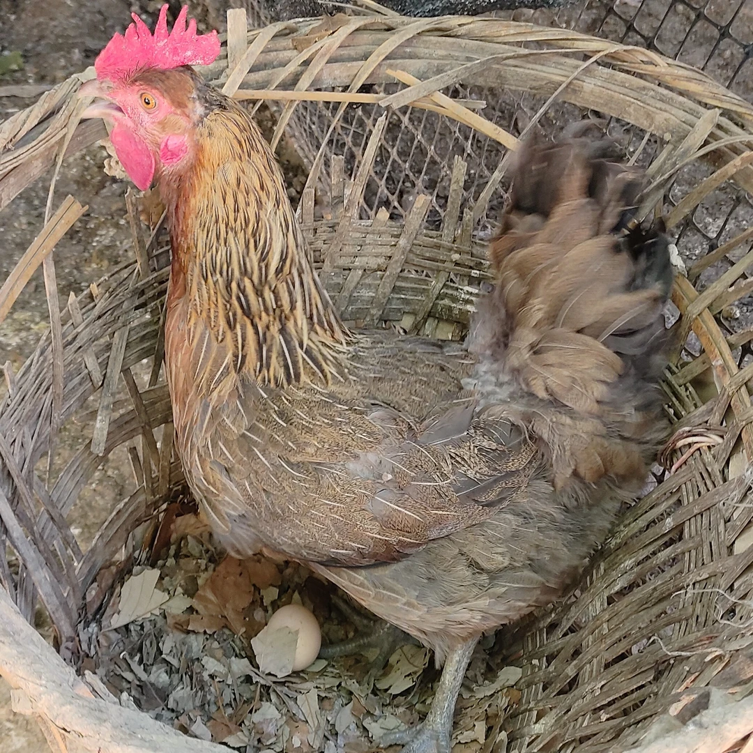 真正的粮食放养鸡，良娃品质值得你一直信赖