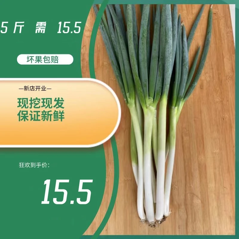 河南铁杆大葱10斤 现挖先发 新鲜葱 小香葱 产地直销 生吃蘸酱