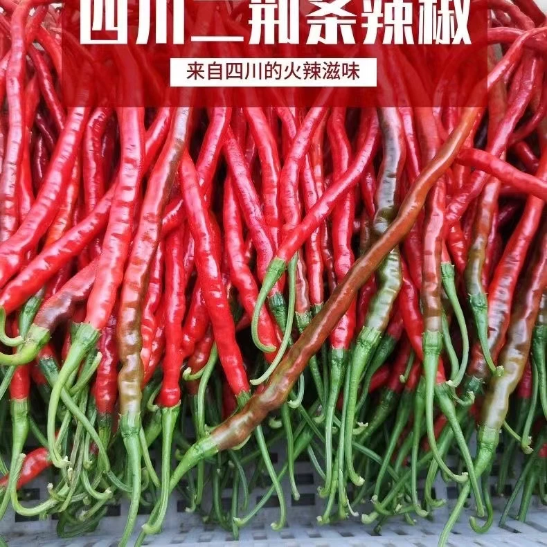 红辣椒口味二荆条辣椒酱原料新鲜辣椒产地采摘传统美味1/3/5斤