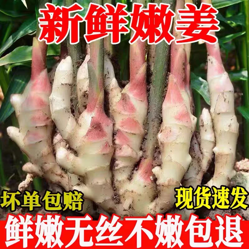 嫩姜芽仔姜嫩生姜五指姜新鲜姜红芽姜泡菜板姜版姜泡菜原料1斤