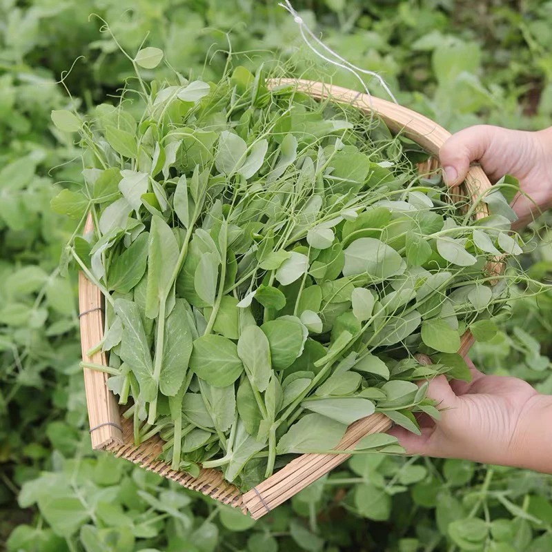 四川农家蔬菜豌豆尖1斤新鲜蔬菜叶子菜