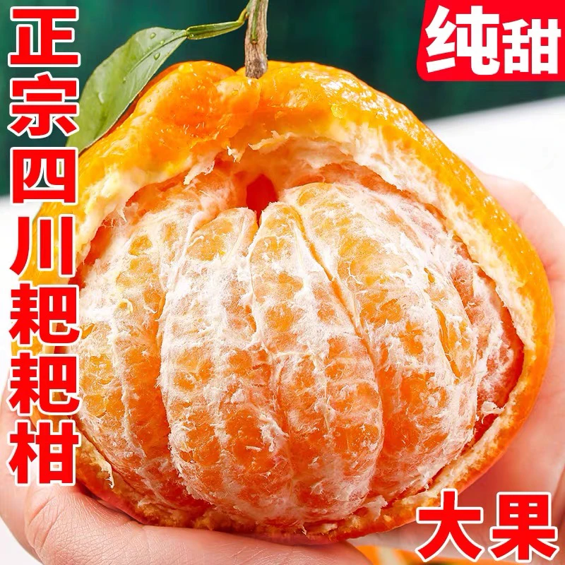 四川春见耙耙柑新鲜水果时令丑柑橘子柑当季整箱3斤桔子正宗粑粑
