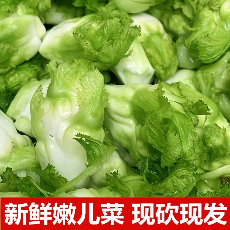 【开园活动】四川嫩儿菜娃娃菜时令农家蔬菜5/9斤儿菜应季蔬菜青菜