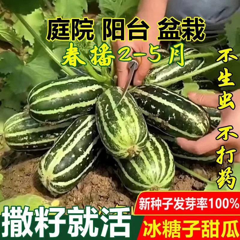 冰糖子甜瓜种子高糖香瓜红到边甜瓜种籽春四季播高产特大早熟水果