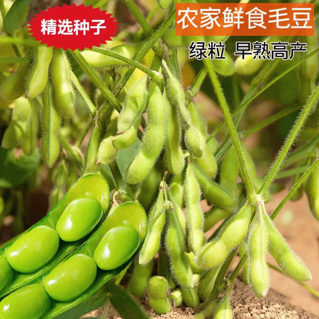 正宗早熟毛豆种子特早王50天毛豆种籽早熟高产毛豆种子阳台大田种