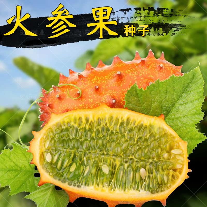【火参果种籽】黄瓜种籽 早春 火参果种子四季火生果 蔬菜种籽 四季