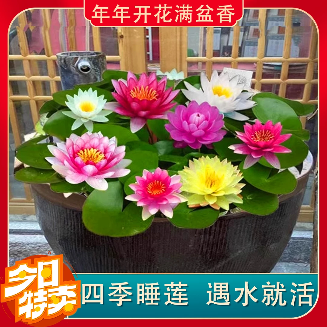 【特价】睡莲盆栽重瓣水培植物种子室内外阳台庭院大花浓香新手-2