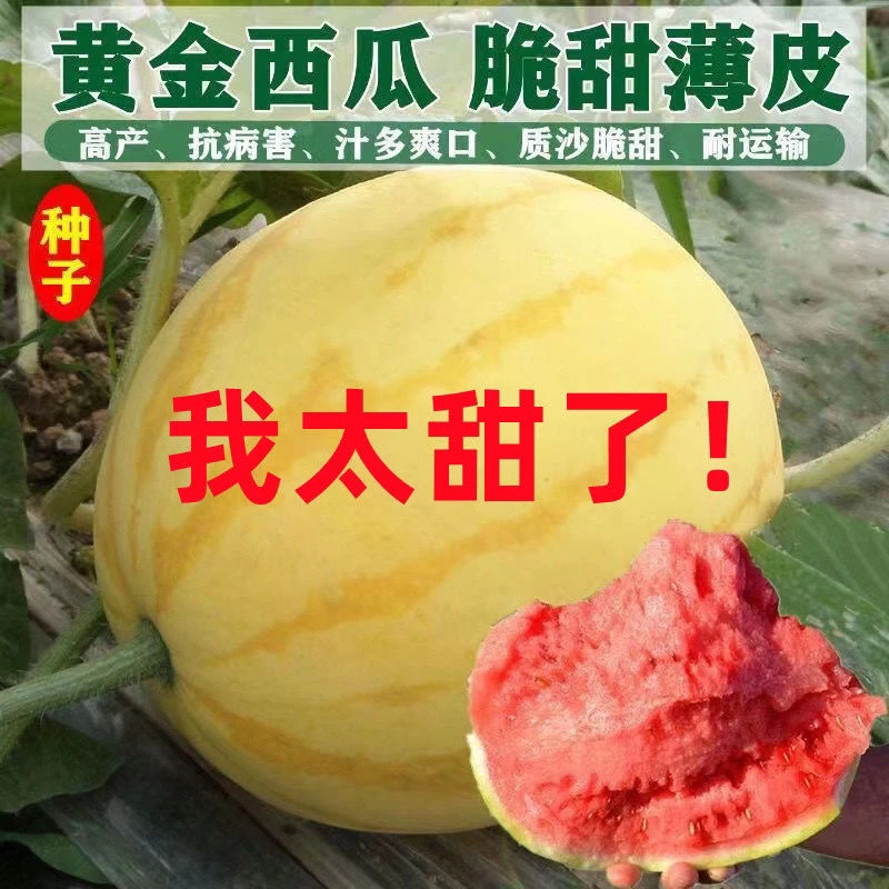 黄皮红瓤西瓜夏季耐热种孑早熟简单春夏播超甜西瓜种籽春季蔬菜