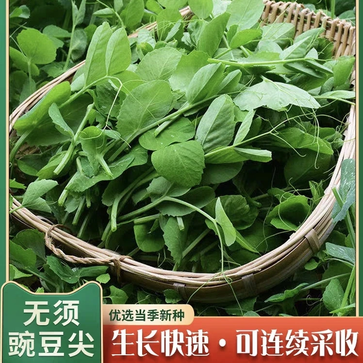 豌豆尖豌豆苗豌豆苗子 四季蔬菜种子春季简单易种豌豆苗种子好吃