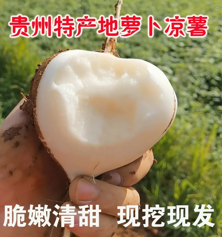 新鲜凉薯现挖土沙葛贵州地萝卜农家特产白地瓜蔬菜水果番署白萝卜
