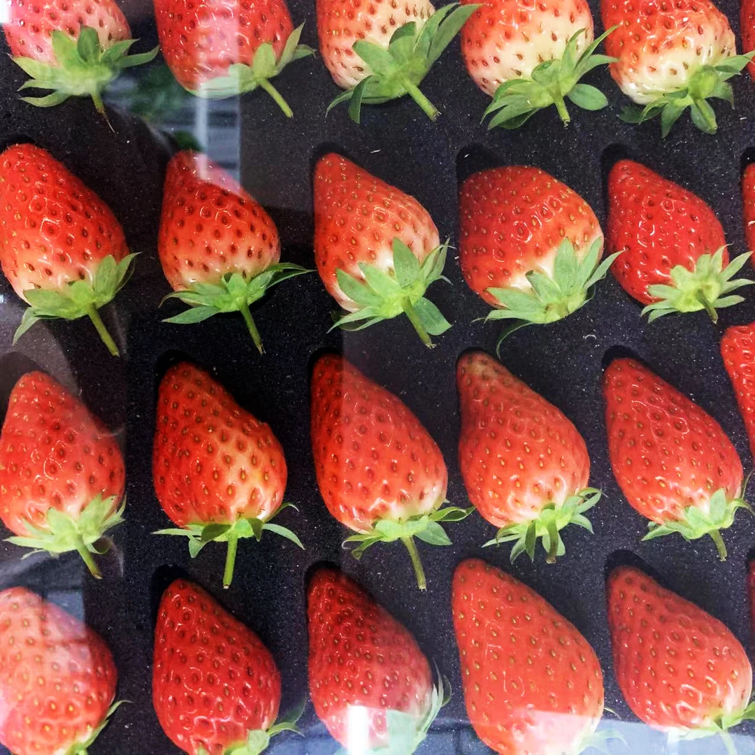 一级品牛奶草莓整箱装