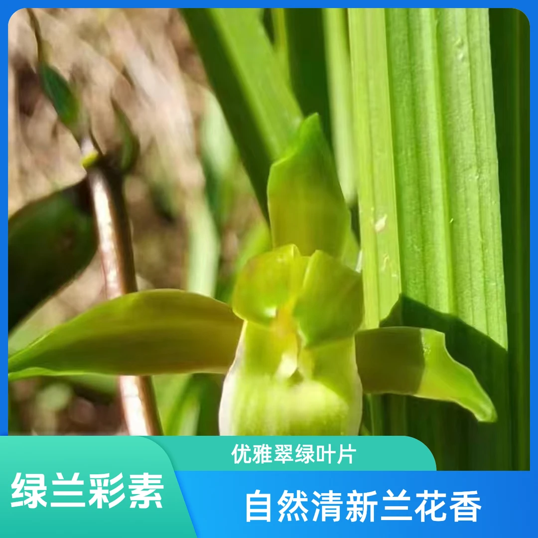 云南绿兰花卉一物一拍素花奇花国兰名品