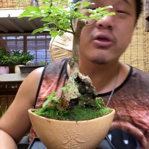 【闪购商品】红陶20CM（含）-50CM（不含）00000127