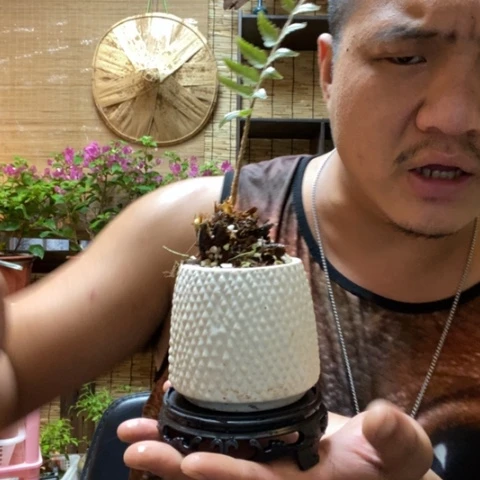 【闪购商品】红陶20CM以下00000071