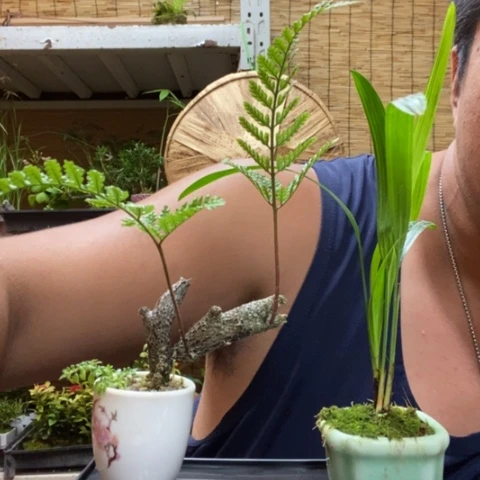 【闪购商品】红陶20CM（含）-50CM（不含）00000100