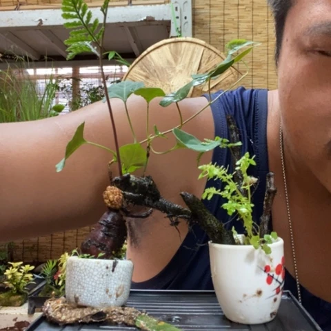 【闪购商品】红陶20CM（含）-50CM（不含）0050