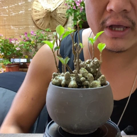 【闪购商品】红陶20CM以下000079