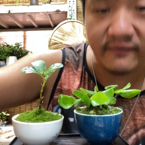 【闪购商品】红陶20CM（含）-50CM（不含）一***、00034