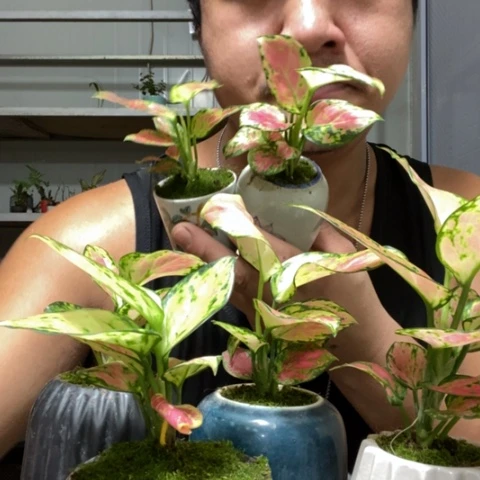 【闪购商品】粉如意一盆器型随缘