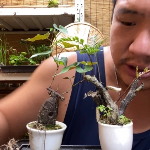 【闪购商品】红陶20CM（含）-50CM（不含）000120