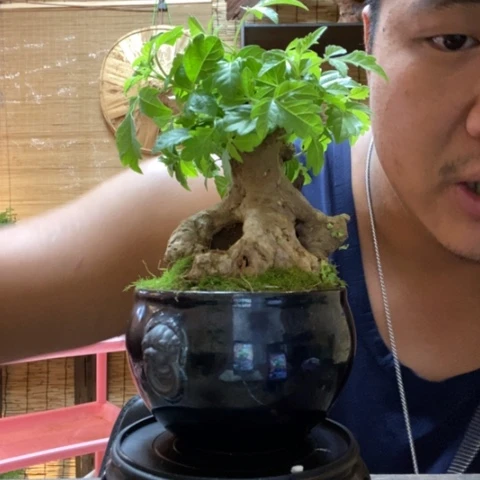 【闪购商品】红陶20CM以下0000080