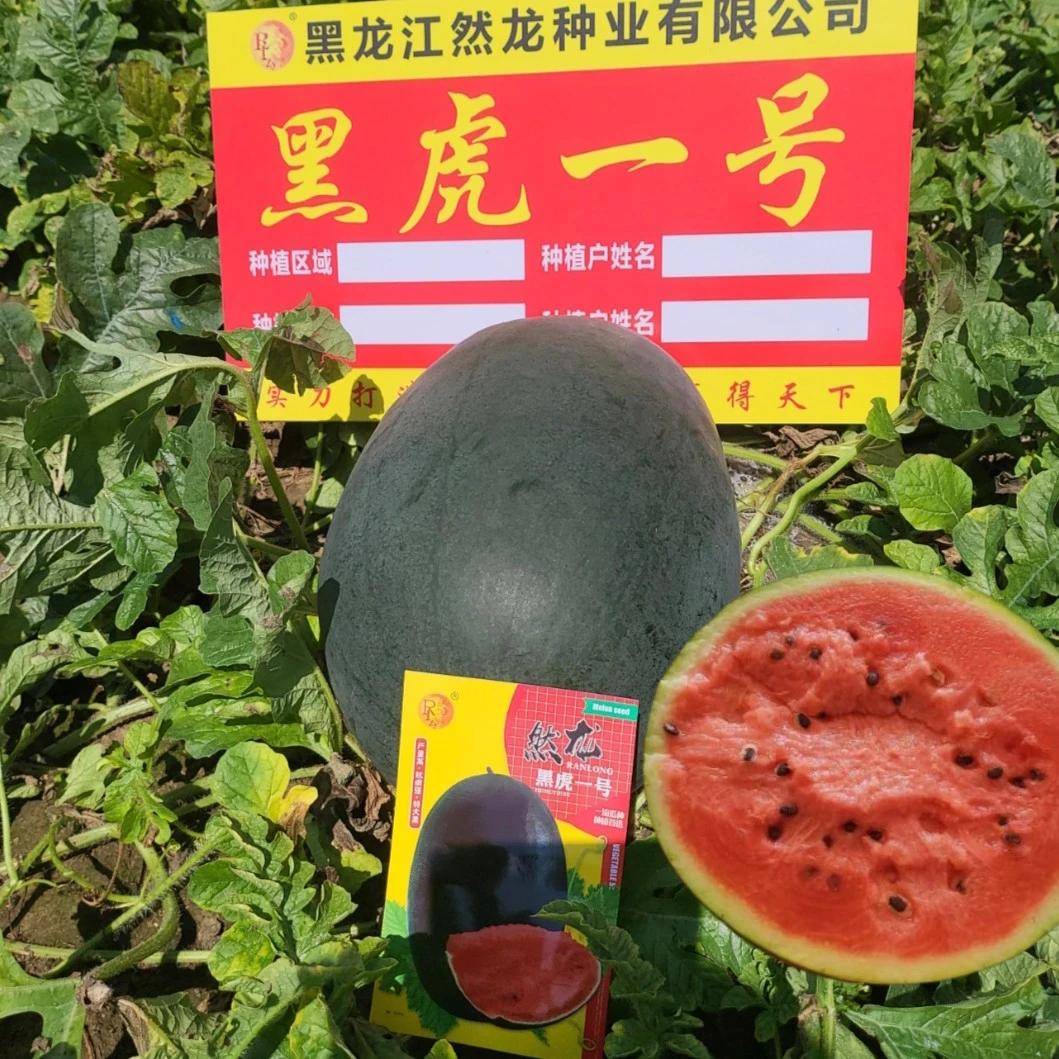 黑虎一号西瓜种子10克约85粒黑皮红肉大果型
